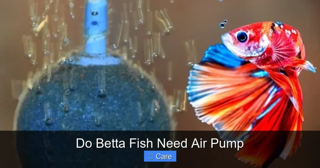 Do Betta Fish Need Air Pump