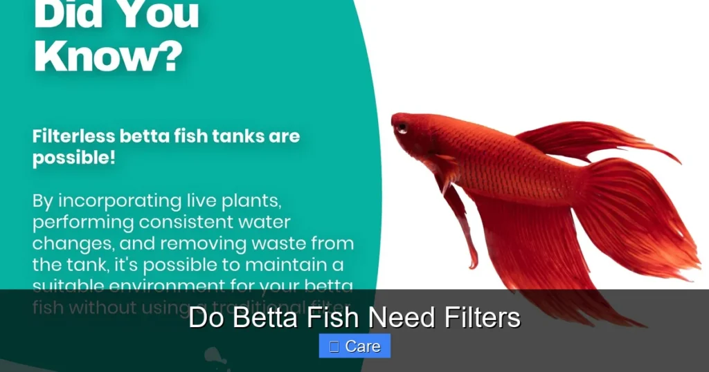 Do Betta Fish Need Filters