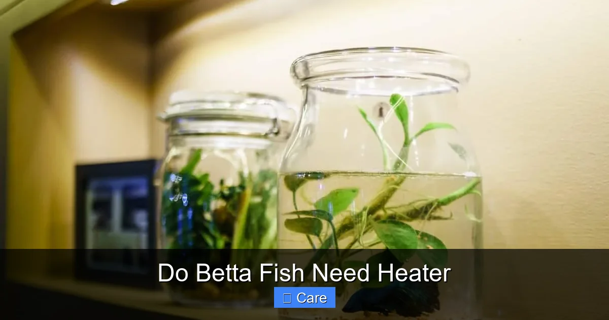 Do Betta Fish Need Heater