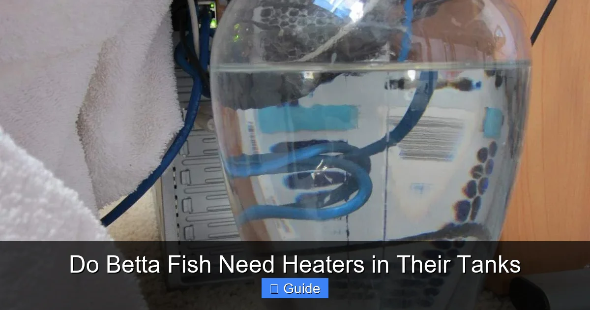 Do Betta Fish Need Heaters in Their Tanks