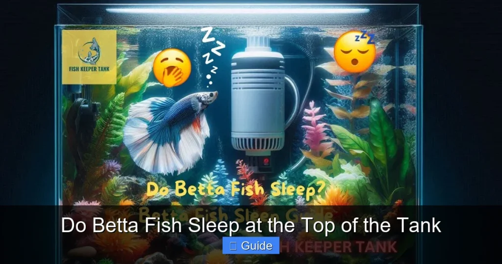 Do Betta Fish Sleep at the Top of the Tank