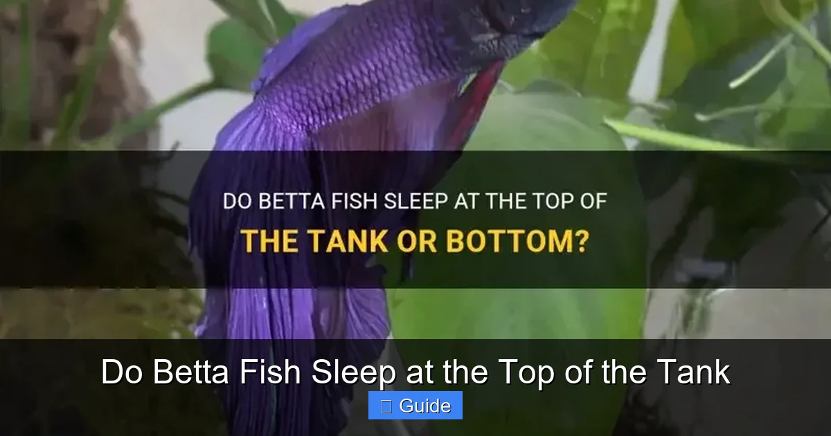 Do Betta Fish Sleep at the Top of the Tank