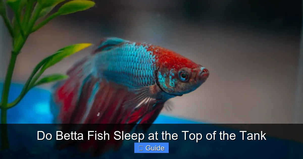 Do Betta Fish Sleep at the Top of the Tank