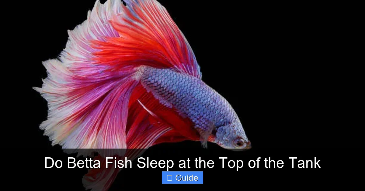 Do Betta Fish Sleep at the Top of the Tank