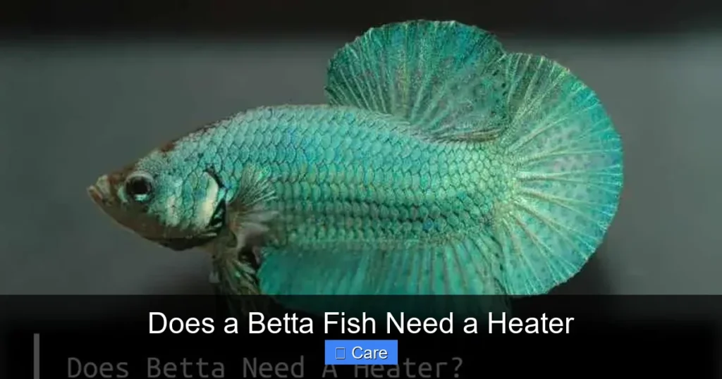 Does a Betta Fish Need a Heater