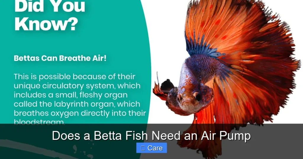 Does a Betta Fish Need an Air Pump