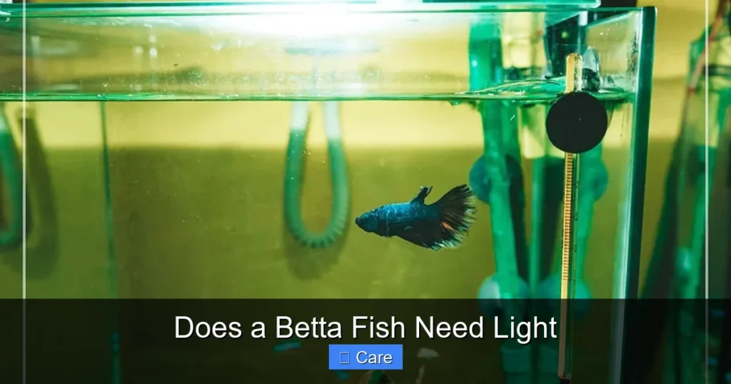 Does a Betta Fish Need Light