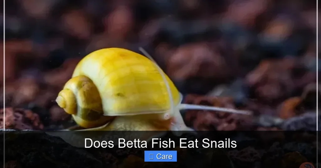 Does Betta Fish Eat Snails