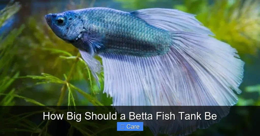 How Big Should a Betta Fish Tank Be