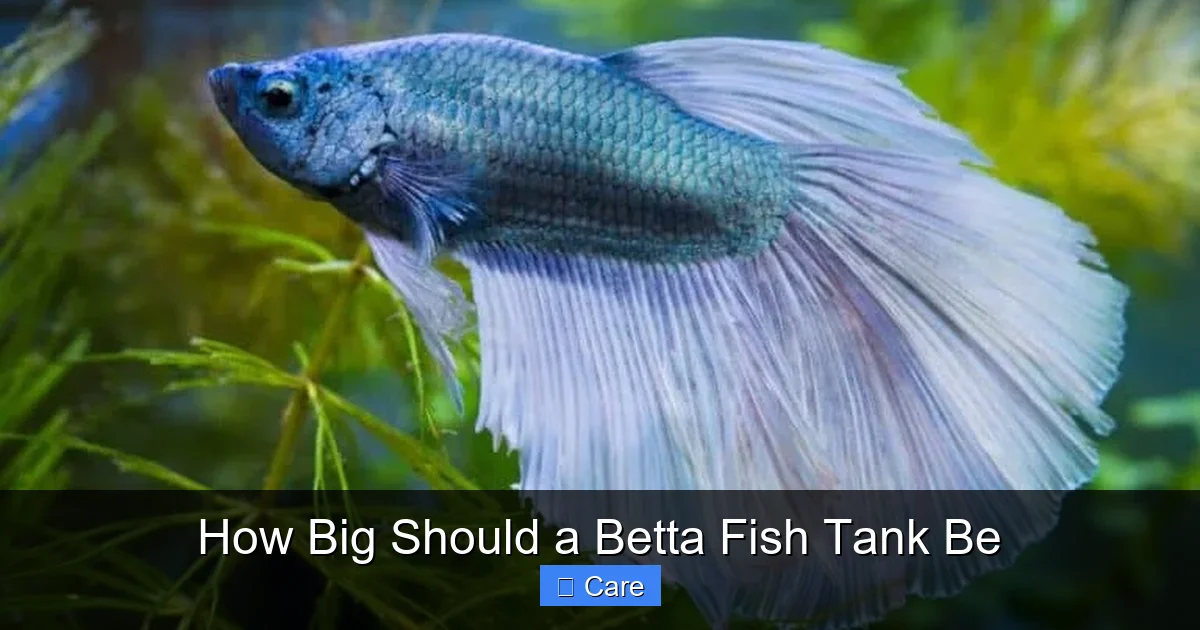 How Big Should a Betta Fish Tank Be