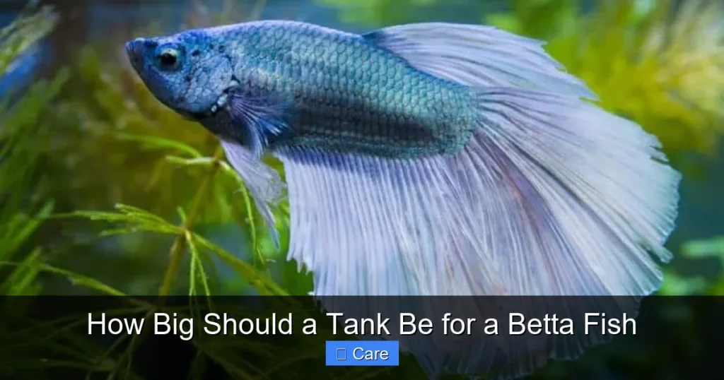 How Big Should a Tank Be for a Betta Fish