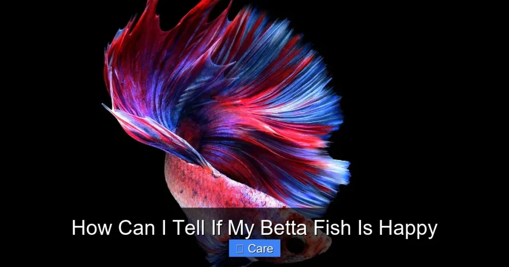 How Can I Tell If My Betta Fish Is Happy