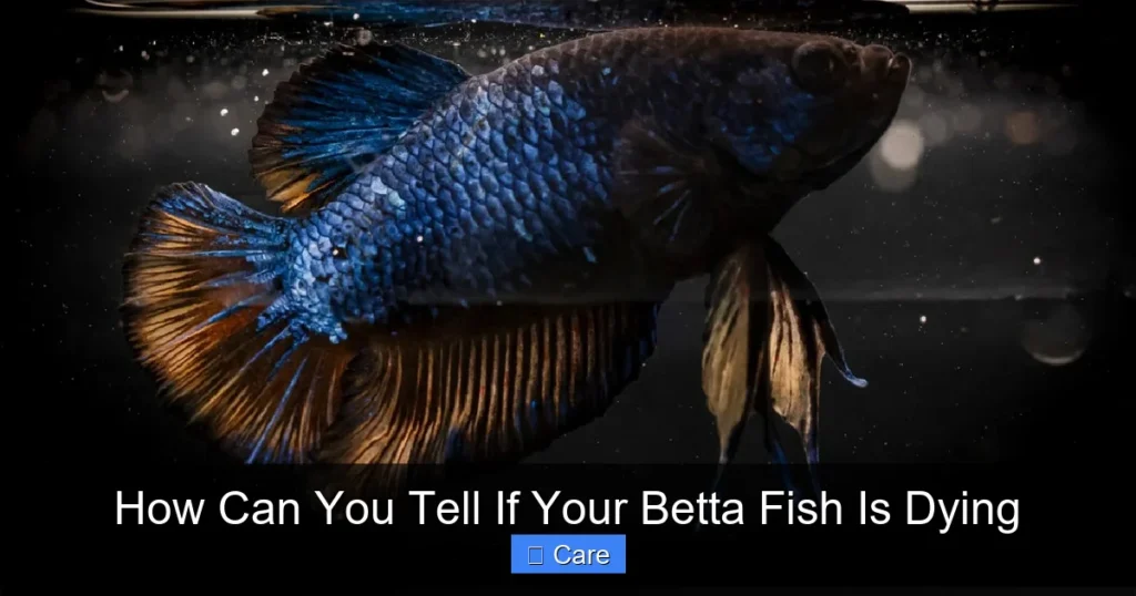 How Can You Tell If Your Betta Fish Is Dying
