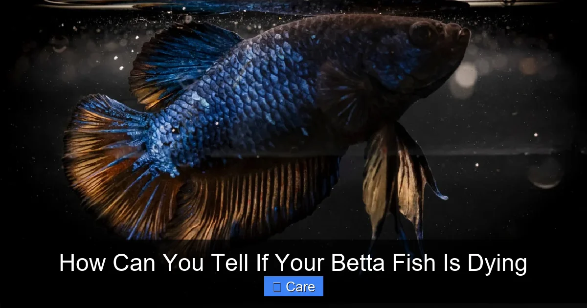 How Can You Tell If Your Betta Fish Is Dying