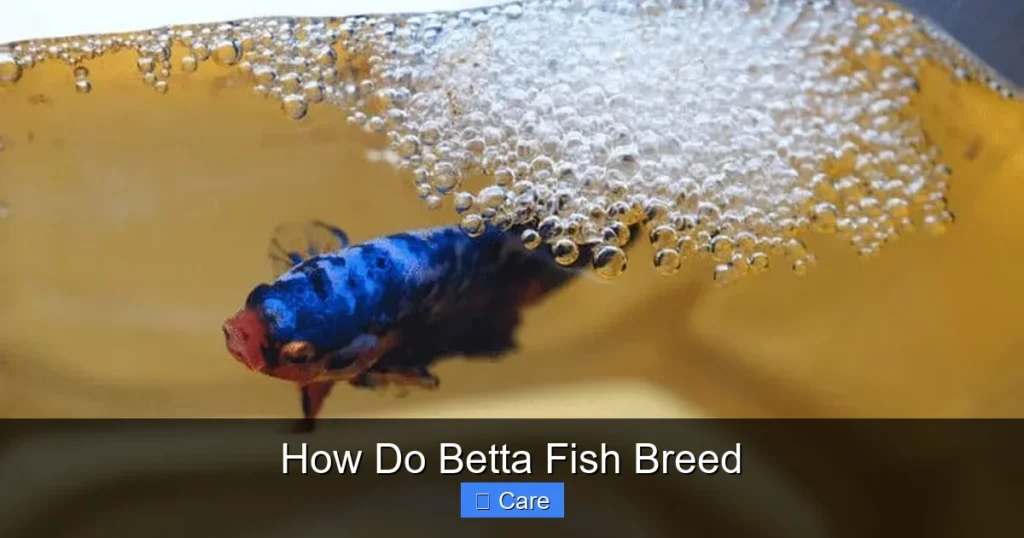 How Do Betta Fish Breed
