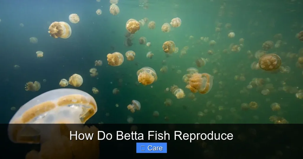 How Do Betta Fish Reproduce