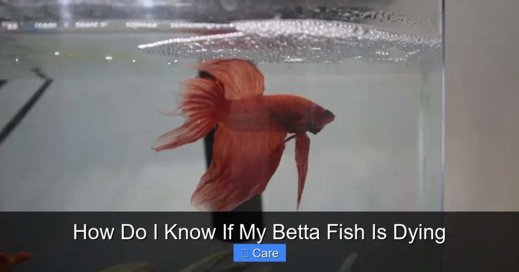How Do I Know If My Betta Fish Is Dying