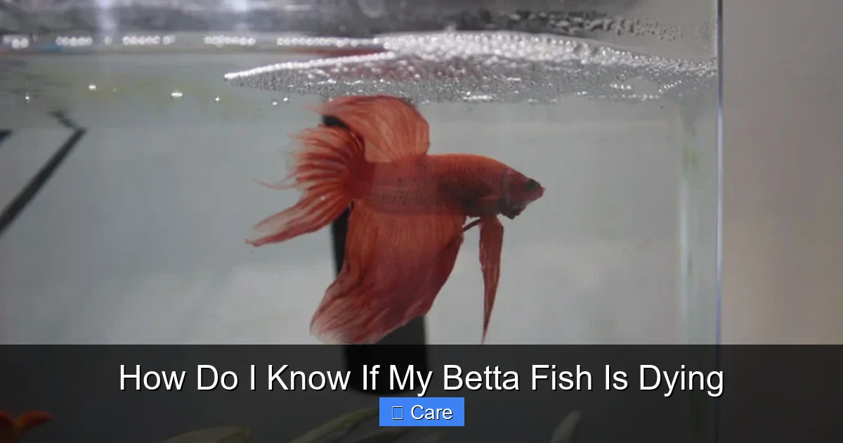 How Do I Know If My Betta Fish Is Dying