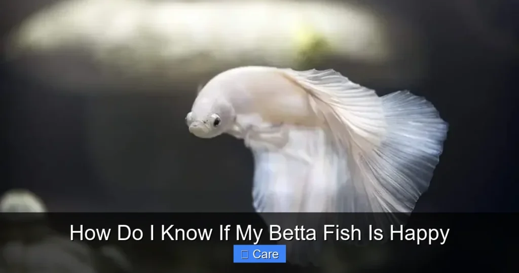How Do I Know If My Betta Fish Is Happy