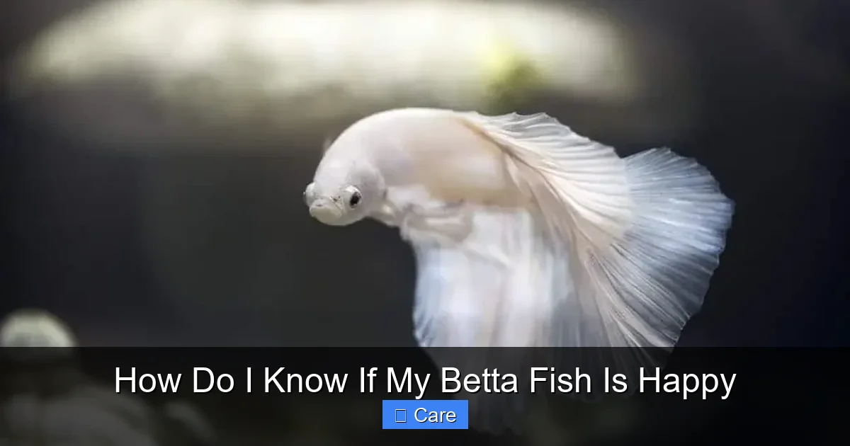 How Do I Know If My Betta Fish Is Happy