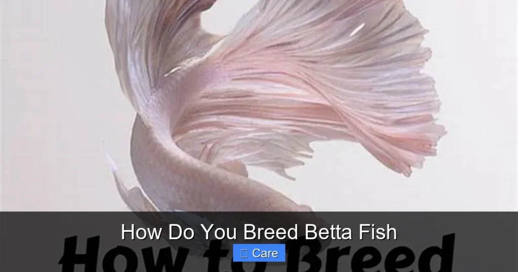 How Do You Breed Betta Fish