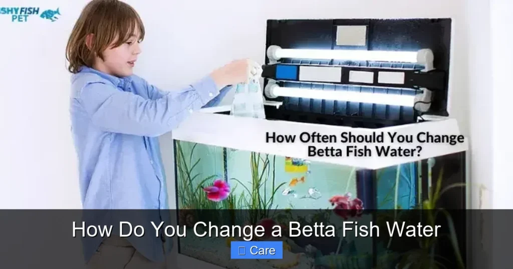 How Do You Change a Betta Fish Water
