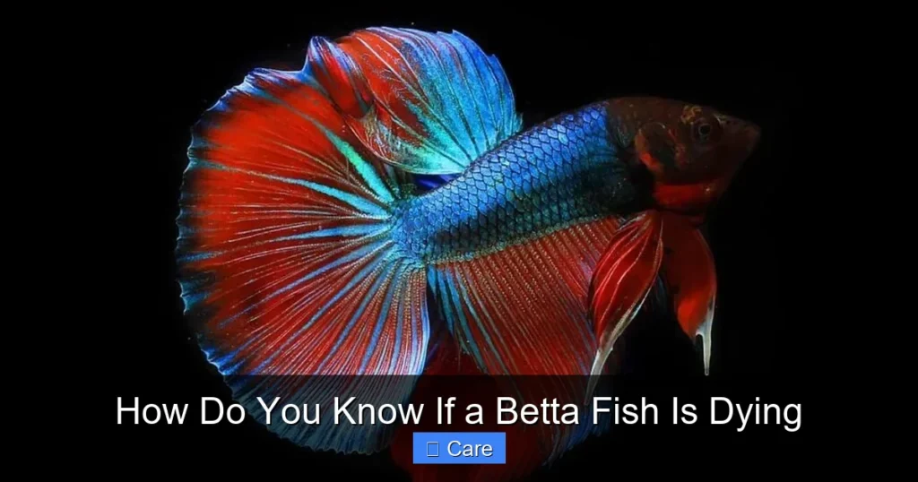 How Do You Know If a Betta Fish Is Dying