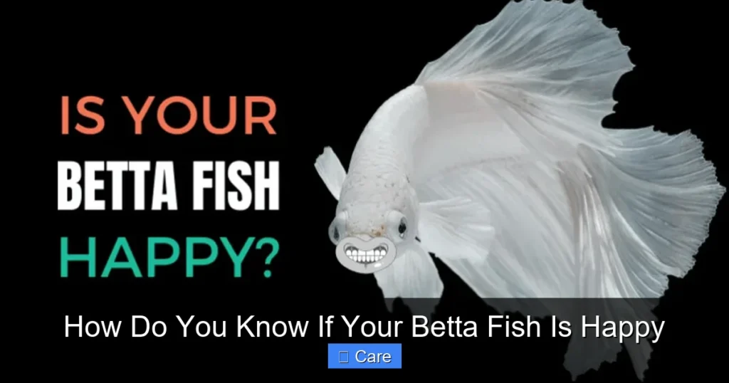 How Do You Know If Your Betta Fish Is Happy