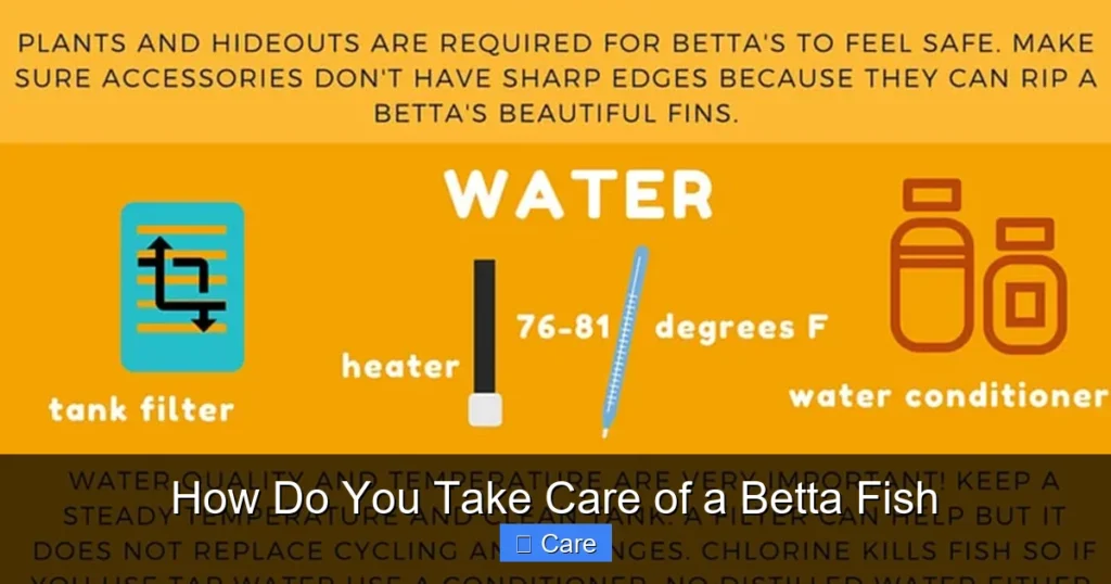 How Do You Take Care of a Betta Fish