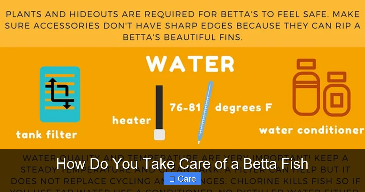 How Do You Take Care of a Betta Fish
