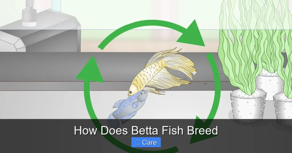 How Does Betta Fish Breed