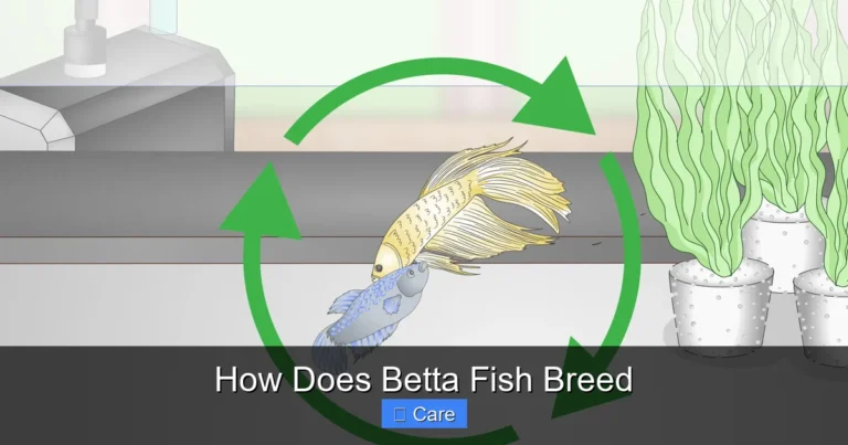How Does Betta Fish Breed