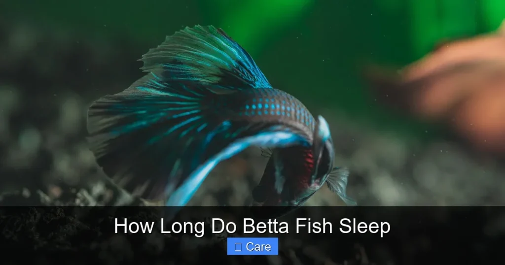 How Long Do Betta Fish Sleep