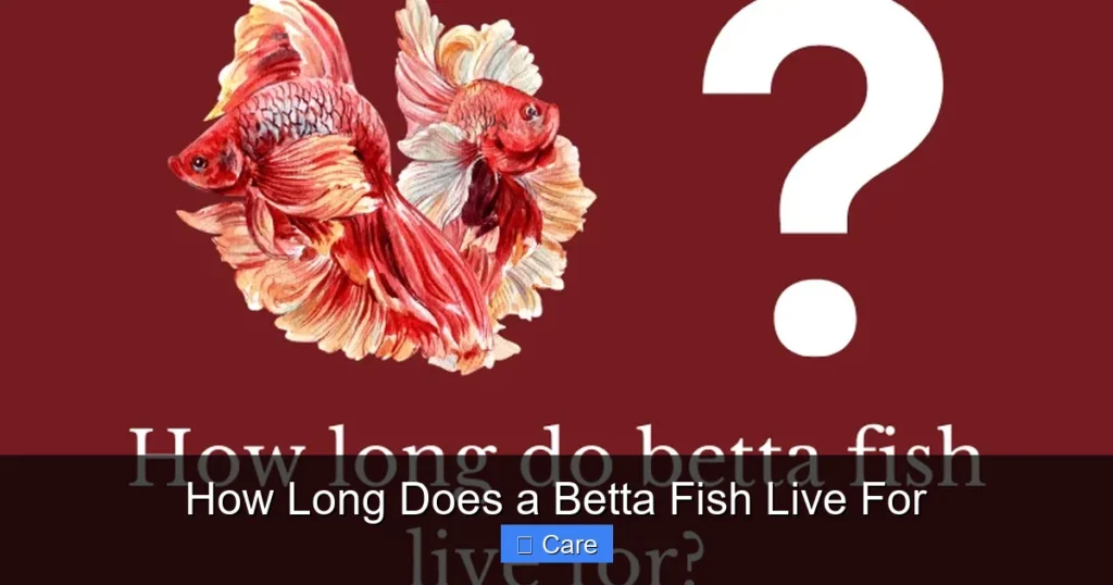 How Long Does a Betta Fish Live For