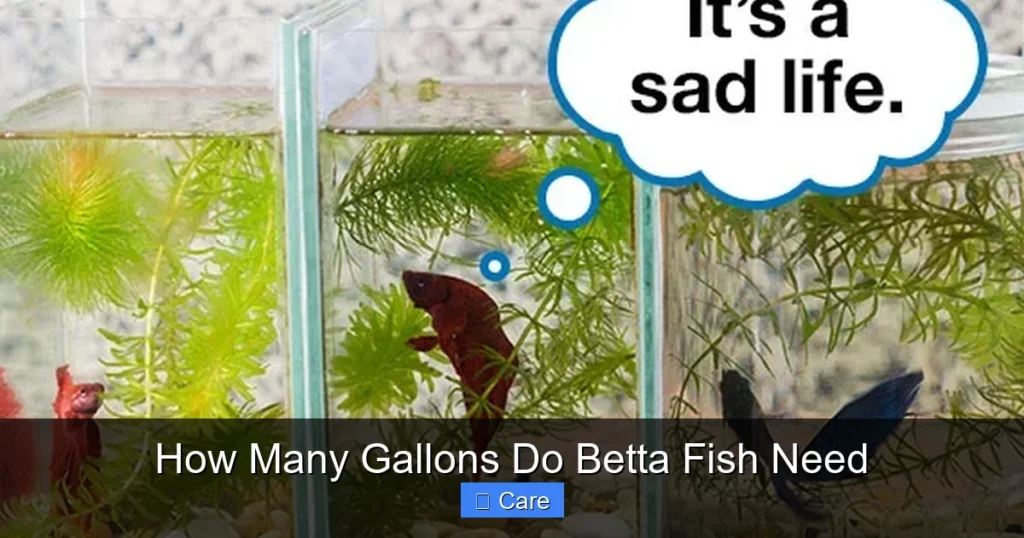 How Many Gallons Do Betta Fish Need