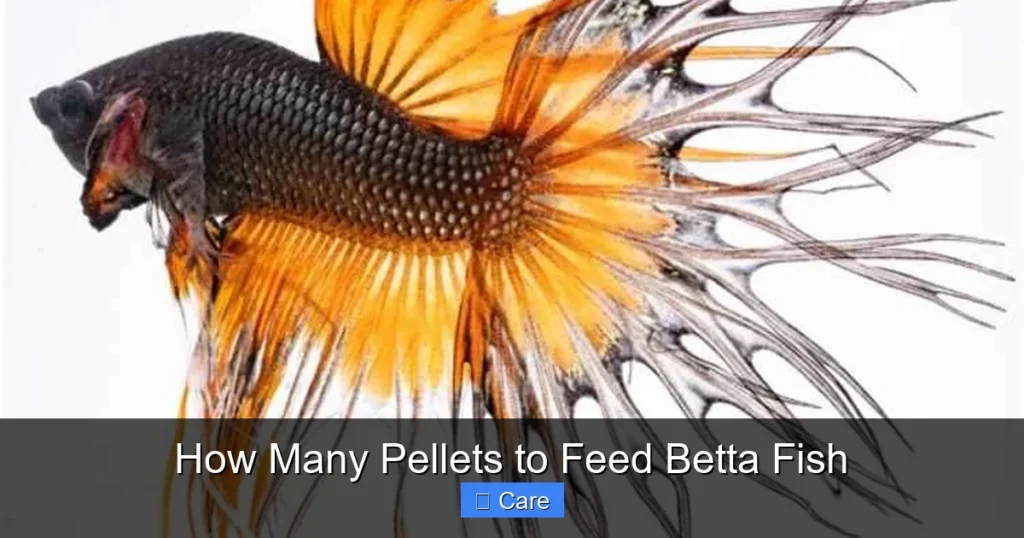 How Many Pellets to Feed Betta Fish