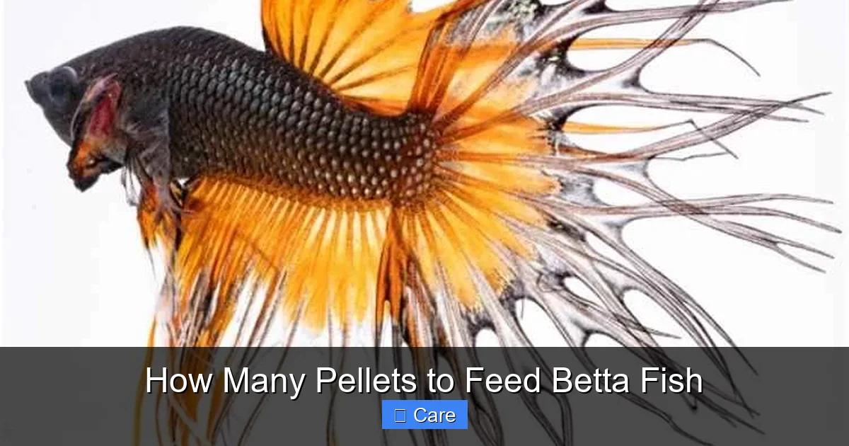How Many Pellets to Feed Betta Fish