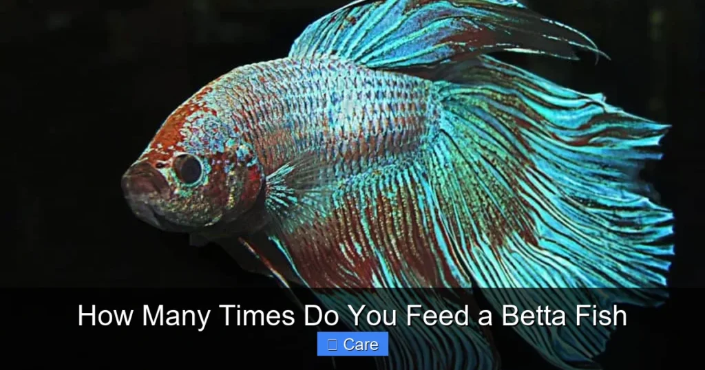 How Many Times Do You Feed a Betta Fish