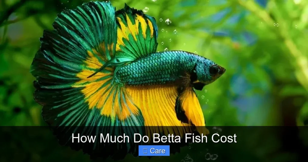 How Much Do Betta Fish Cost