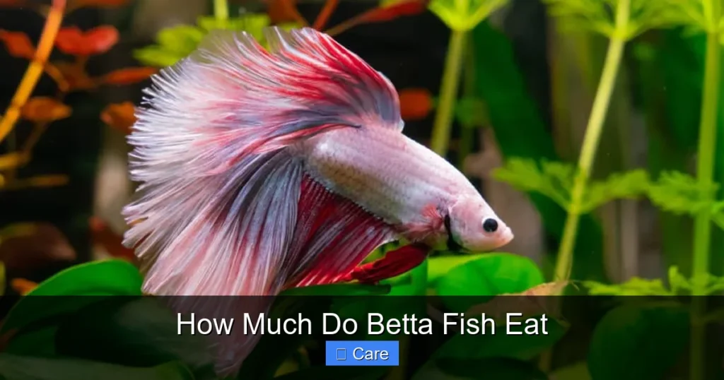 How Much Do Betta Fish Eat