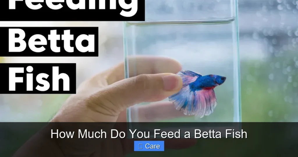 How Much Do You Feed a Betta Fish