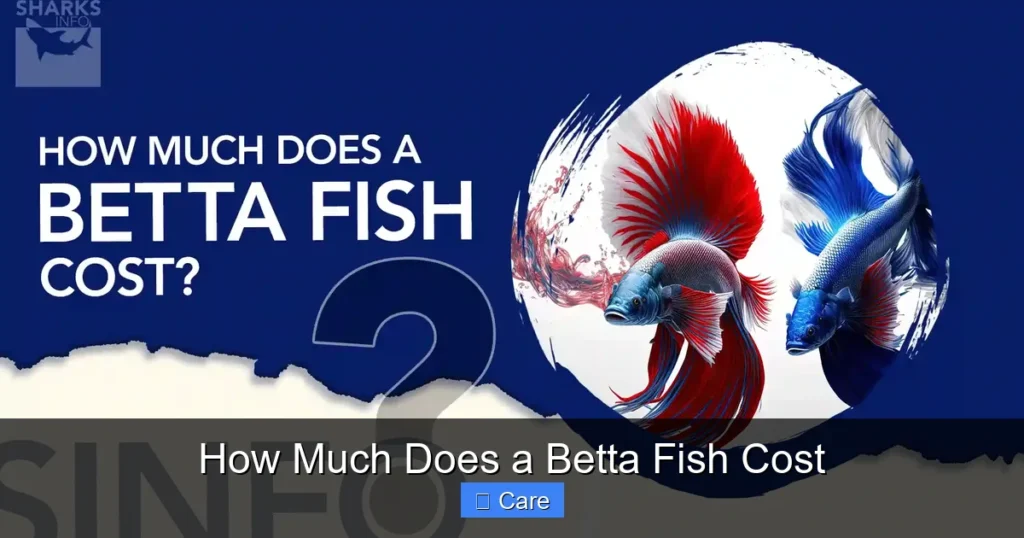 How Much Does a Betta Fish Cost