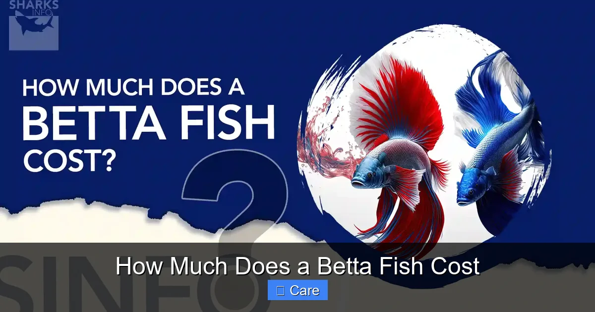 How Much Does a Betta Fish Cost