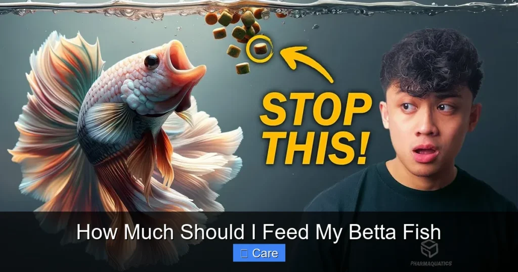 How Much Should I Feed My Betta Fish