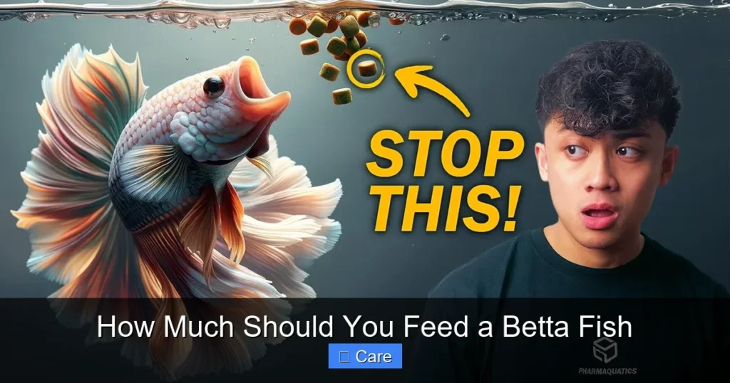 How Much Should You Feed a Betta Fish