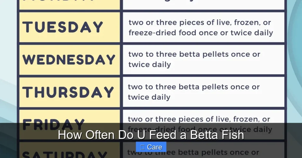 How Often Do U Feed a Betta Fish