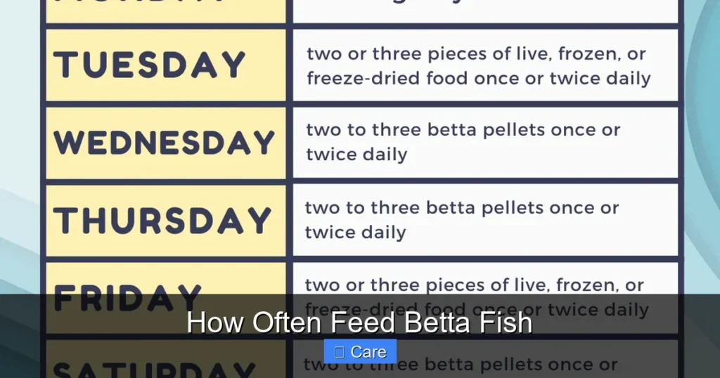 How Often Feed Betta Fish