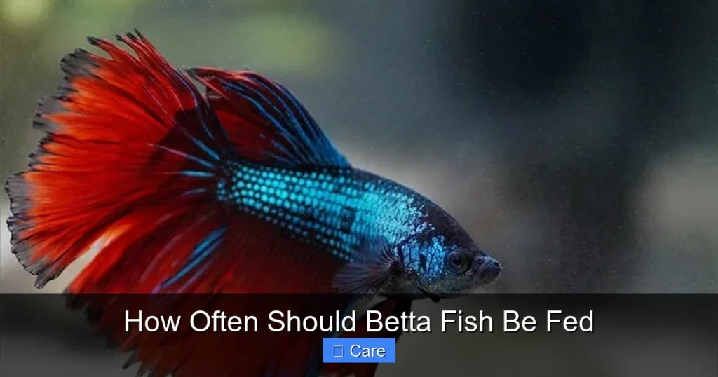 How Often Should Betta Fish Be Fed