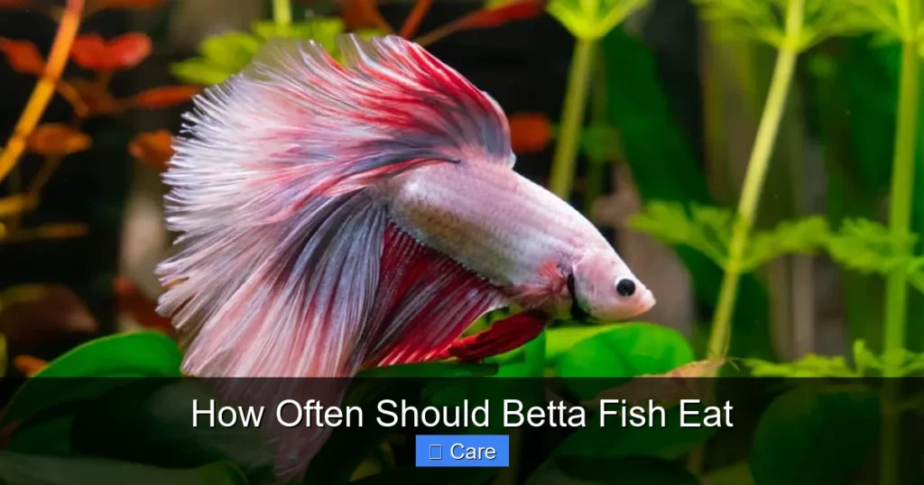 How Often Should Betta Fish Eat