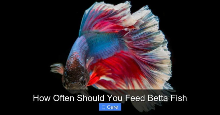 How Often Should You Feed Betta Fish